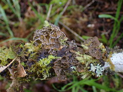 Lobaria anomala