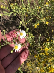 Symphyotrichum pilosum