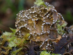 Lobaria anomala