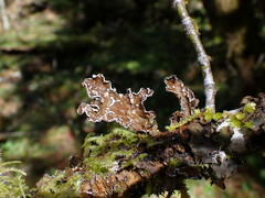 Lobaria anomala