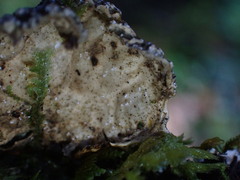 Lobaria anomala