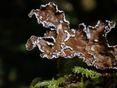 Lobaria anomala