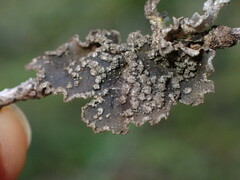Pseudocyphellaria mallota