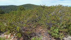 Ceanothus papillosus