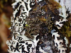 Pseudocyphellaria