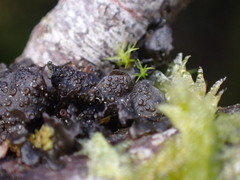 Scytinium polycarpum