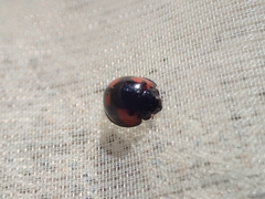 Exochomus quadripustulatus