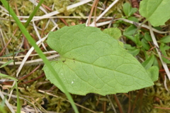 Arnica cordifolia