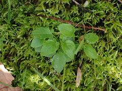 Valeriana sitchensis