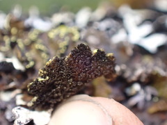 Pseudocyphellaria