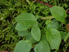 Valeriana sitchensis