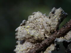 Pseudocyphellaria mallota