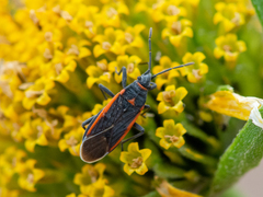 Melacoryphus lateralis