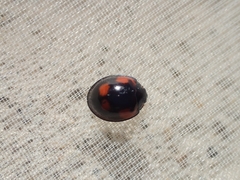 Exochomus quadripustulatus