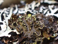 Pseudocyphellaria