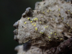 Pseudocyphellaria mallota