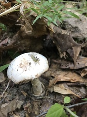 Amidella