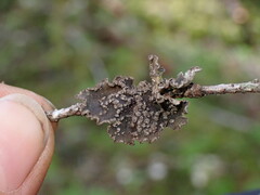 Pseudocyphellaria mallota