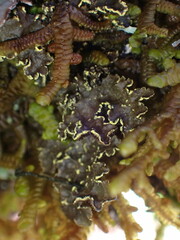 Pseudocyphellaria