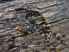 Dacrymyces capitatus