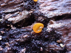 Dacrymyces capitatus