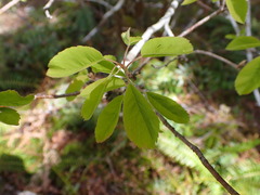 Amelanchier alnifolia