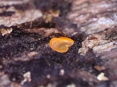 Dacrymyces capitatus