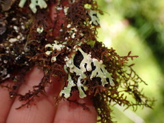 Menegazzia subsimilis