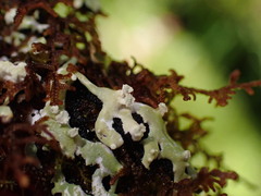 Menegazzia subsimilis