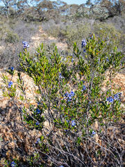Halgania andromedifolia
