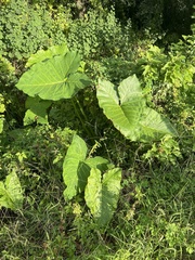 Xanthosoma