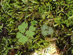 Thalictrum occidentale