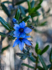 Halgania andromedifolia