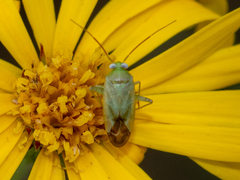 Taylorilygus apicalis