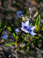 Halgania andromedifolia