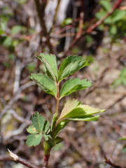 Rosa nutkana