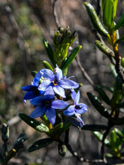Halgania andromedifolia