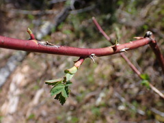 Rosa nutkana