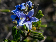 Halgania andromedifolia
