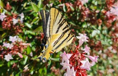 Iphiclides feisthamelii
