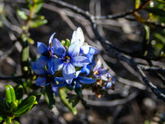 Halgania andromedifolia