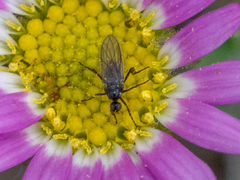 Empidoidea