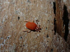Trombidioidea