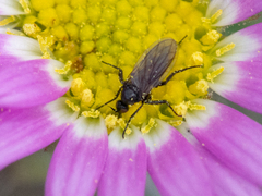 Empidoidea