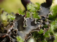 Peltigera collina