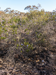 Halgania andromedifolia