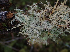 Sphaerophorus tuckermanii