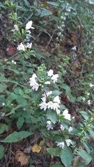 Clinopodium carolinianum