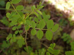 Rosa gymnocarpa