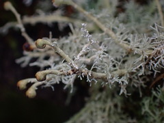 Sphaerophorus tuckermanii